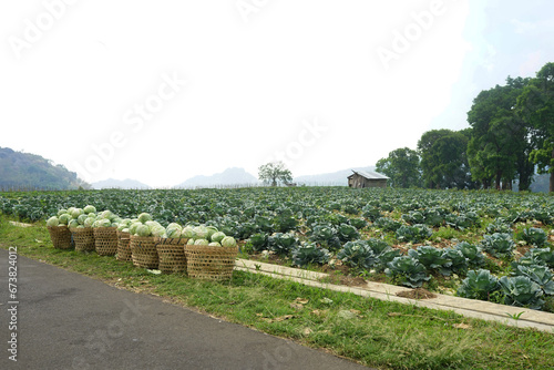 pile of cabbages in a bamboo basket. vegetables after harvest in the garden