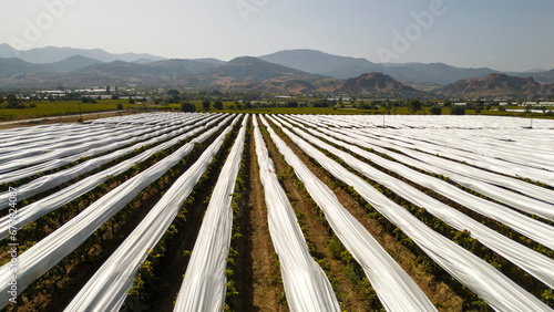 Professional design of grape greenhouses and the importance of grape production