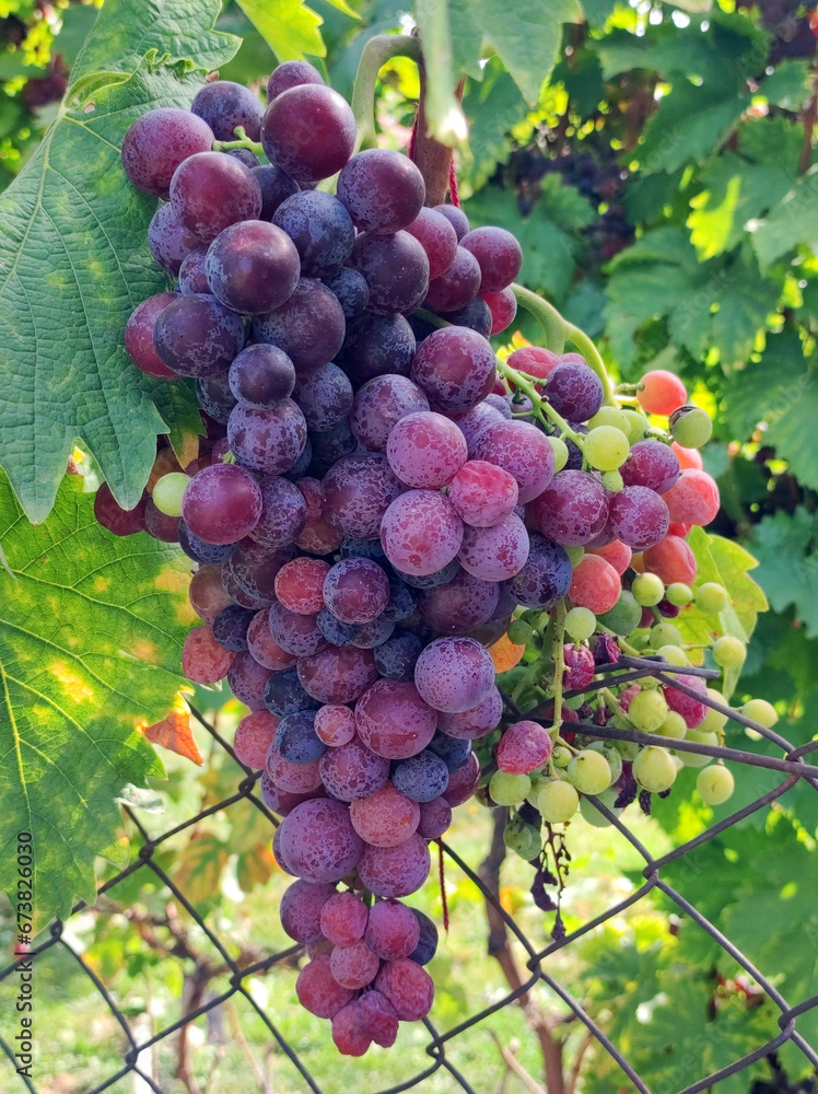 ripe fresh grapes growing in the vineyard