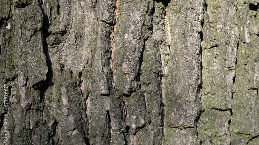 oak tree bark, tree trunk oak tree bark, tree trunk