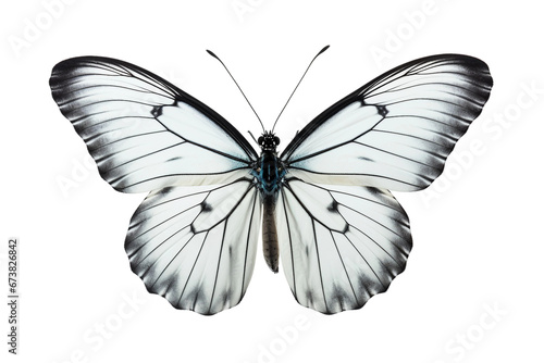 Elegant Butterfly Suspended -on transparent background