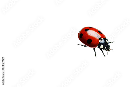 A Tiny Ladybug Crawling on a Leaf -on transparent background © noman