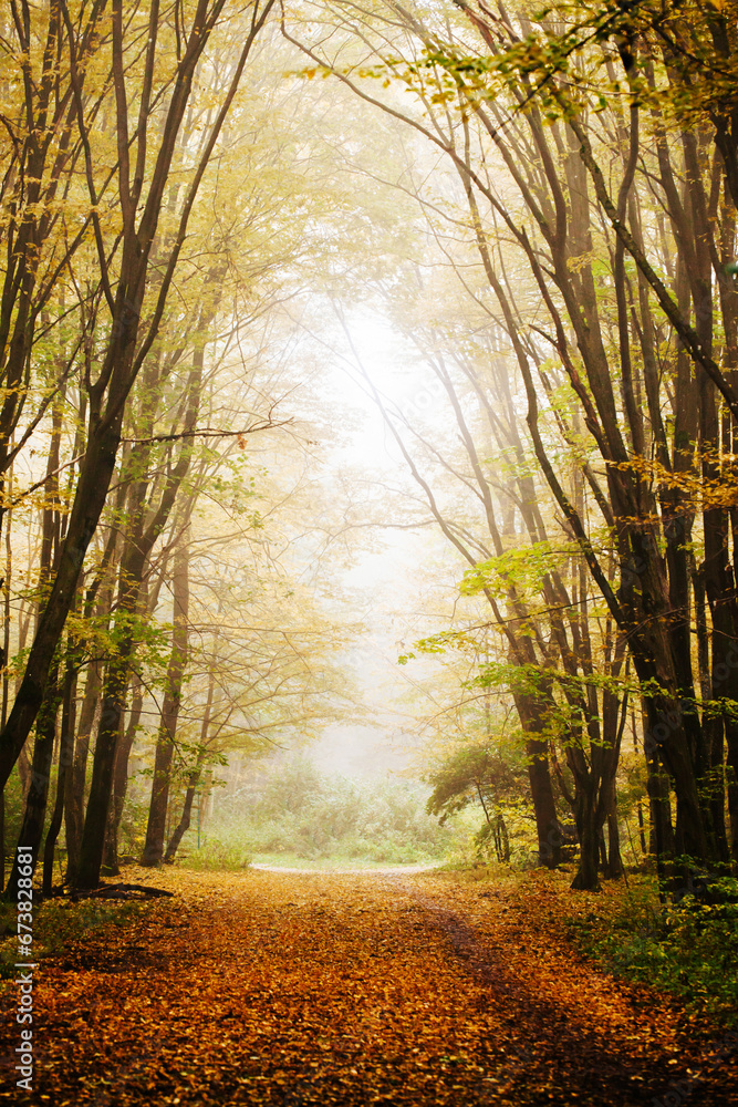 Obraz premium Autumn landscape. Foggy day background. Sand village road. Rainy day. Small village in Poland Europe. Wide wild nature alley. Fall season scenery. Walking in park.