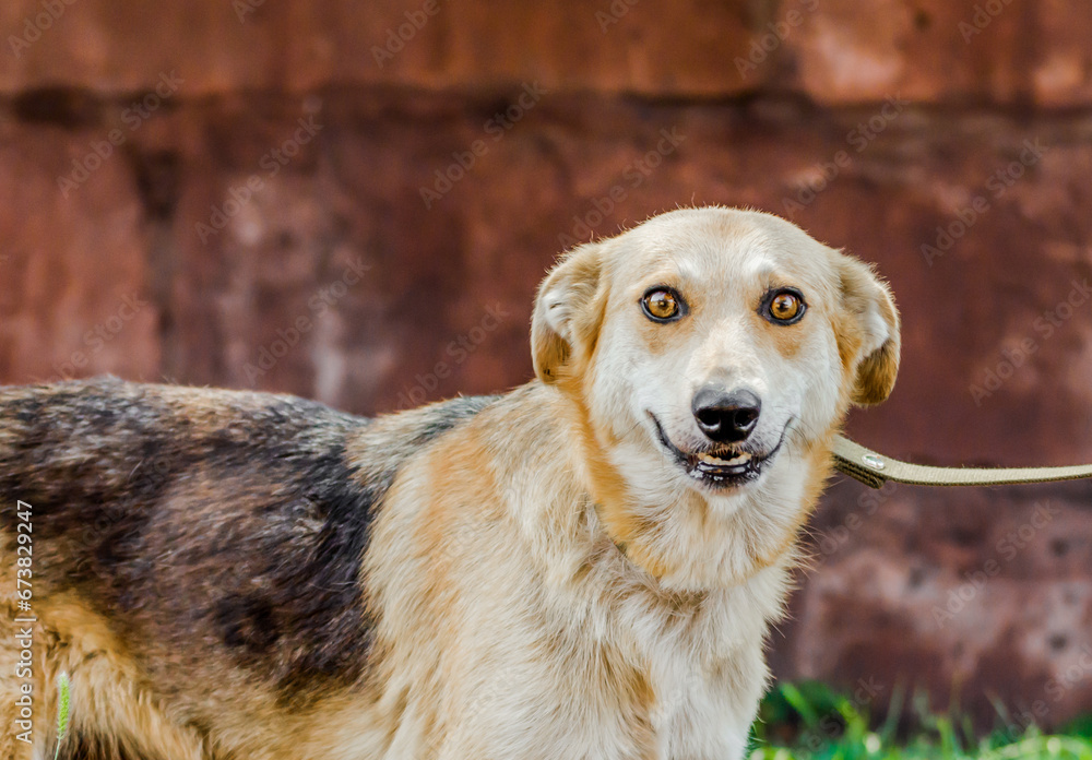 mongrel dog with big eyes smiling