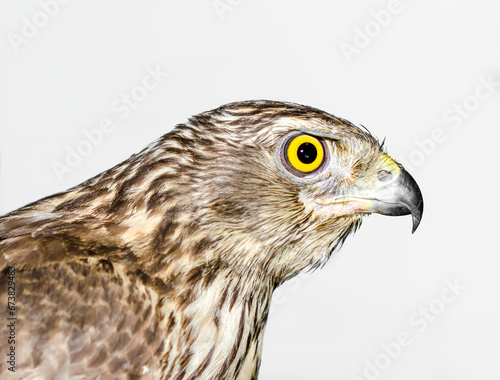 predatory bird hawk with bright yellow eye close-up on a gray ba © Sofiia