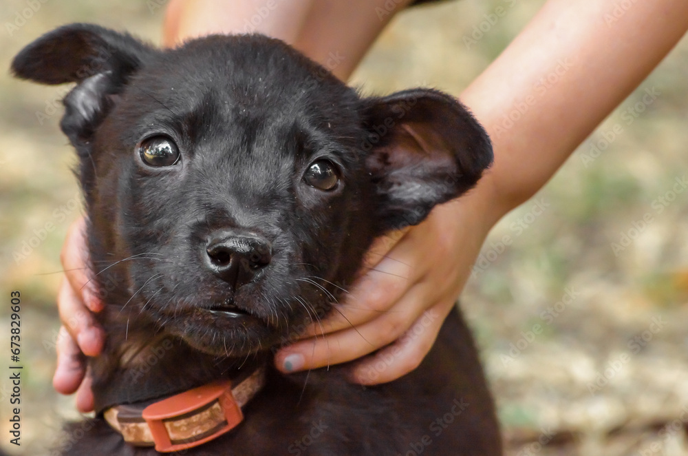 black purebred puppy in children's hands on the lawn black purebred puppy in children's hands on the lawn