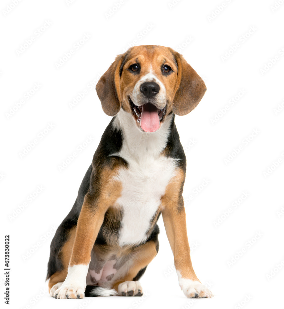 sitting and panting Beagles isolated on white