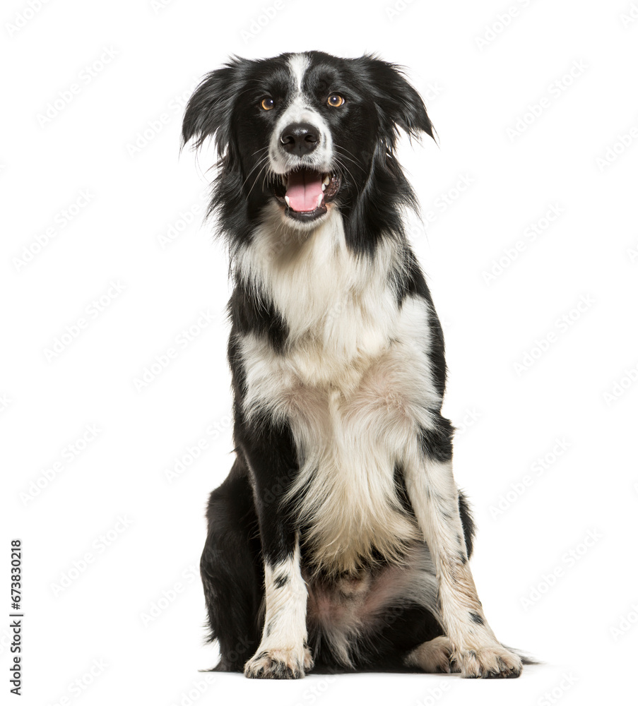 Sitting and Panting Border Collie, Dog, pet, cut out