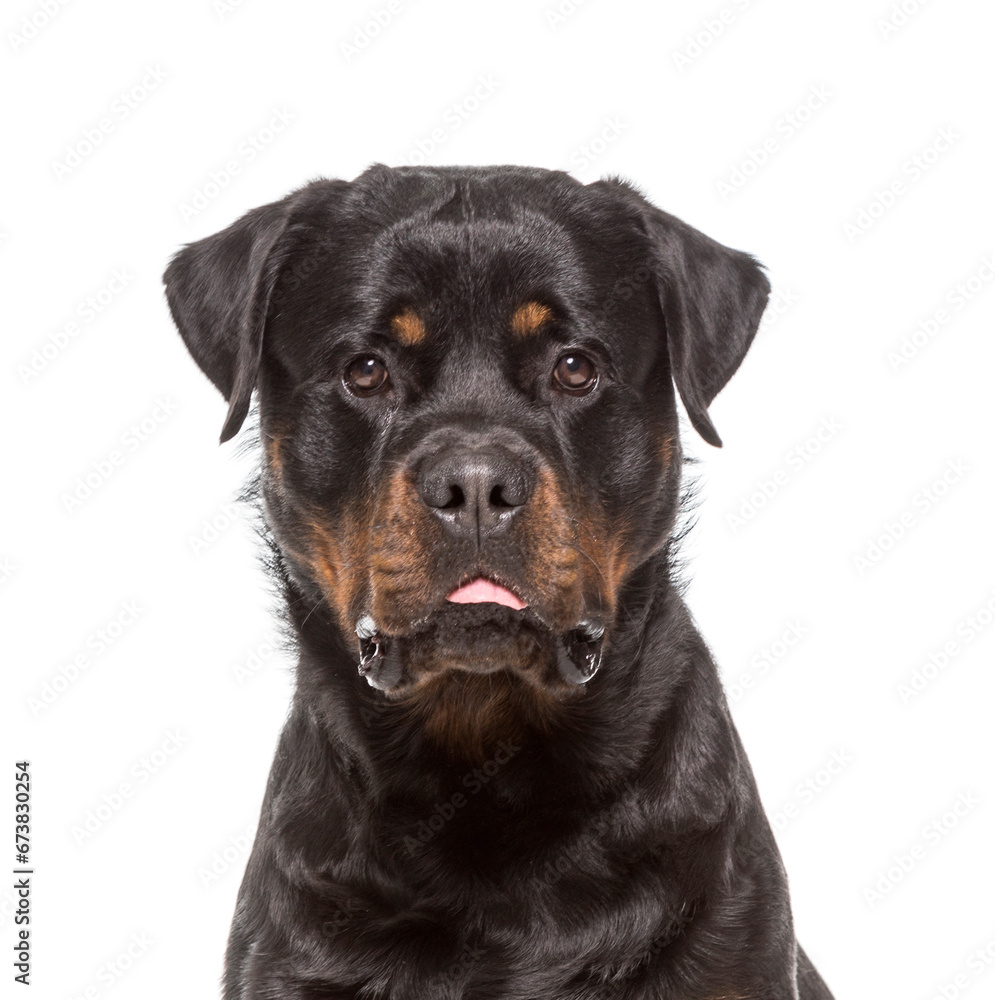 Close-up of a Rottweiler Dog, cut out Close-up of a Rottweiler Dog, cut out