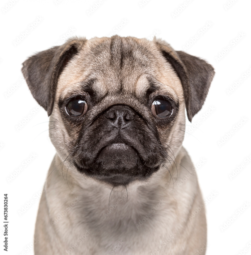 Head shot of a young Pug isolated on white