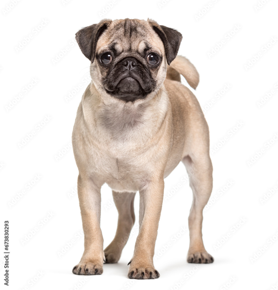 Pug standing in front and looking at the camera, Dog, pet, studio photography, cut out
