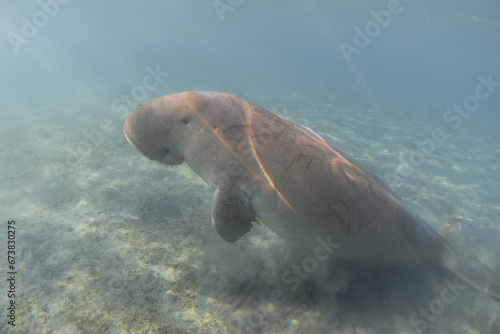 Dugong in the sea near the seabed. Sea cow. © vkilikov