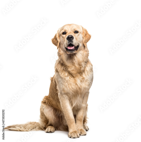 Golden retriever dog sitting and panting  cut out
