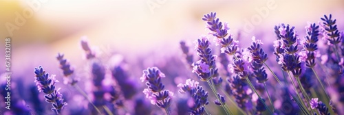 Close-up view of purple lavender in field in Spring. Spring seasonal concept.