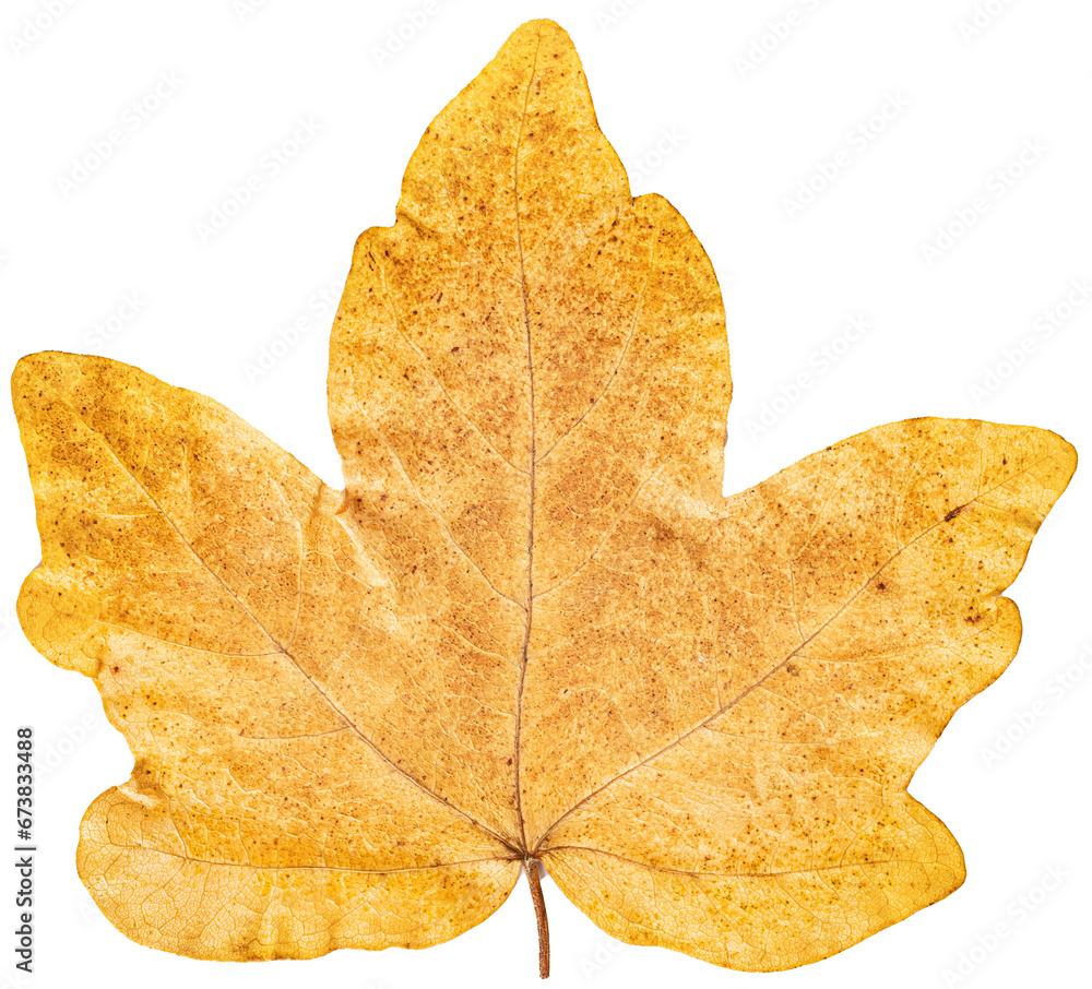 Obraz premium Maple leave close up isolated