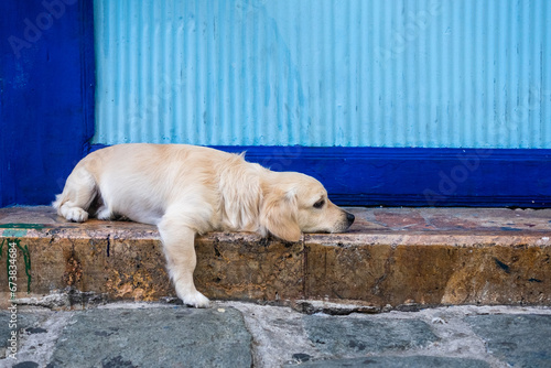 golden retriever puppy © David