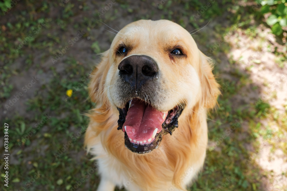 The smiling Golden Retriever Dog looking at camera on green grass background close-up. Portrait of beautiful purebred labrador. Pink tongue view. Domestic Pet outdoors. The Best friend concept The smiling Golden Retriever Dog looking at camera on green grass background close-up. Portrait of beautiful purebred labrador. Pink tongue view. Domestic Pet outdoors. The Best friend concept