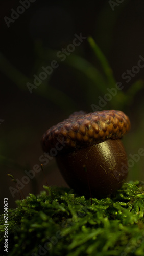 Acorn in forest