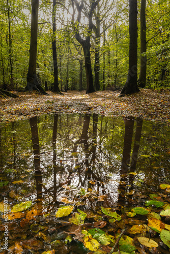 It's autumn. Fallen leaves float in a puddle of water after a heavy rain shower. The forest of Heiloo displays its beautiful autumn colors. photo