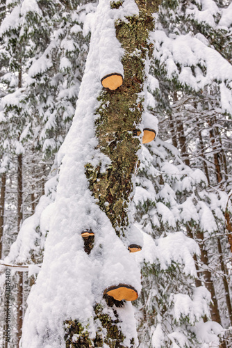 Snow covered conk fungus on a tree trunk in a forest