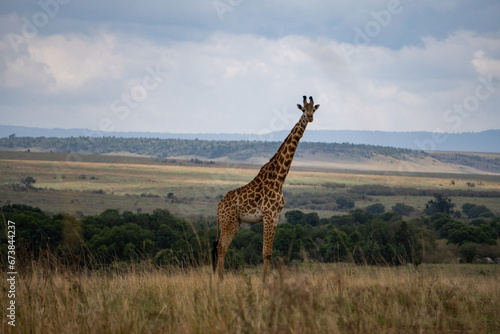 Giraffe in der Masai Mara in Kenia