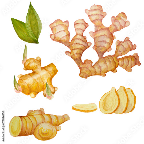 Watercolor illustration of ginger root, part of the root with sprouts and sliced for cards, handmade textiles, prints, menus, poster