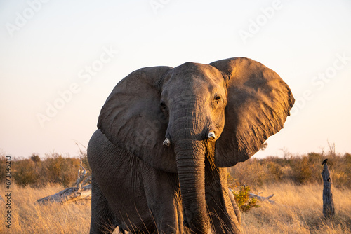 Elefantenbulle auf einer Safari durch Botswana (Zwischen Chobe Nationalpark und Mababe Concession) photo