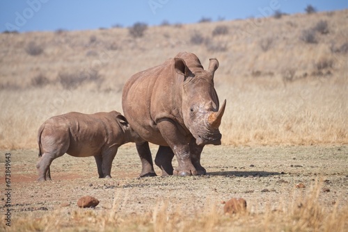 Rhinoceros cow and her suckling calf