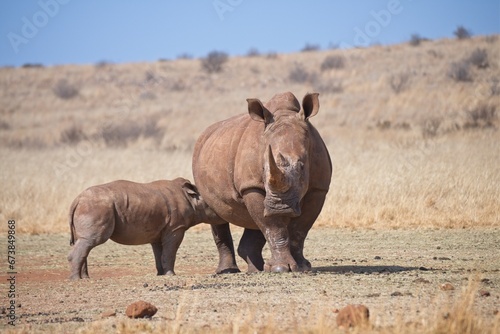 Rhinoceros cow and her suckling calf