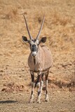 Portrait of a Gemsbok (Oryx)