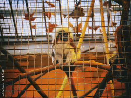 Fotografía de Primate encerrado en un Zoo photo