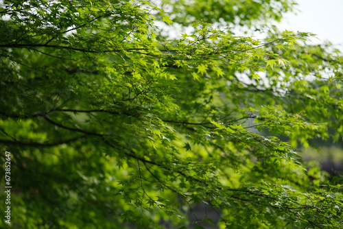 lush green maple tree leaves