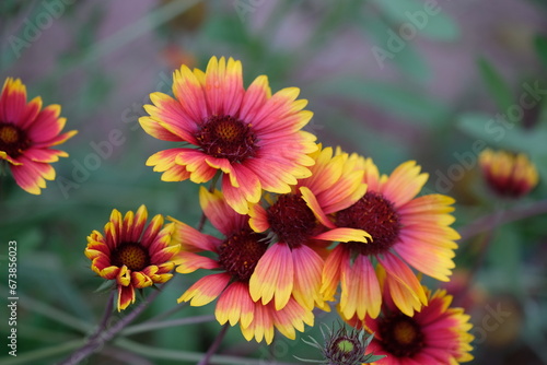 pink and yellow flowers 