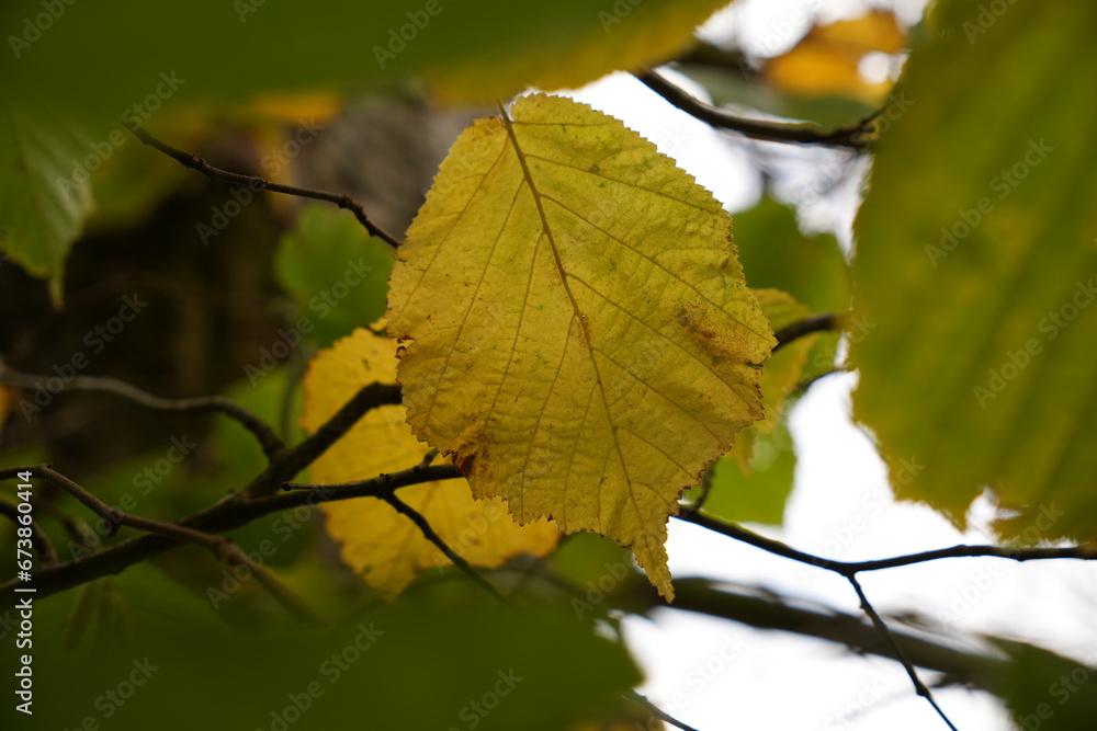 Blatt Blatt