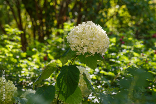 Tree hydrangea ( lat. Hydrangea arborescens ) is a species of plant of the genus Hydrangea of ​​the Hydrangeaceae family