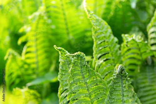 Green leaves of a young fern in spring and early morning under the bright sun