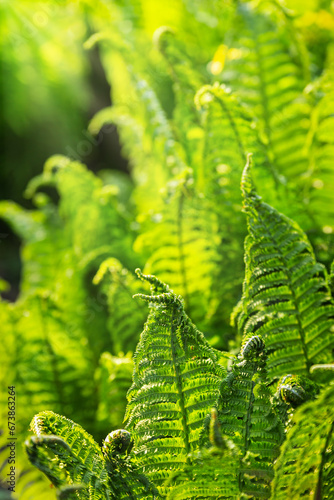 Green leaves of a young fern in spring and early morning under the bright sun