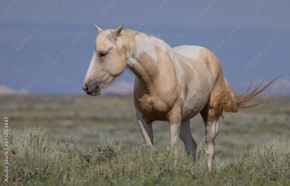 Obraz premium Wild Horse in the Wyoming Desert in Summer