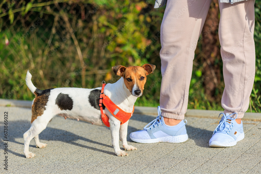 Close Bond: Loyal Dog Stands by Human Leg in a Display of Friendship and Love