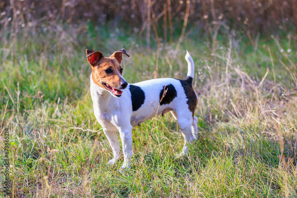 Cute Jack Russell Terrier dog enjoying a walk in the fresh air. Pet portrait with selective focus and copy space Cute Jack Russell Terrier dog enjoying a walk in the fresh air. Pet portrait with selective focus and copy space