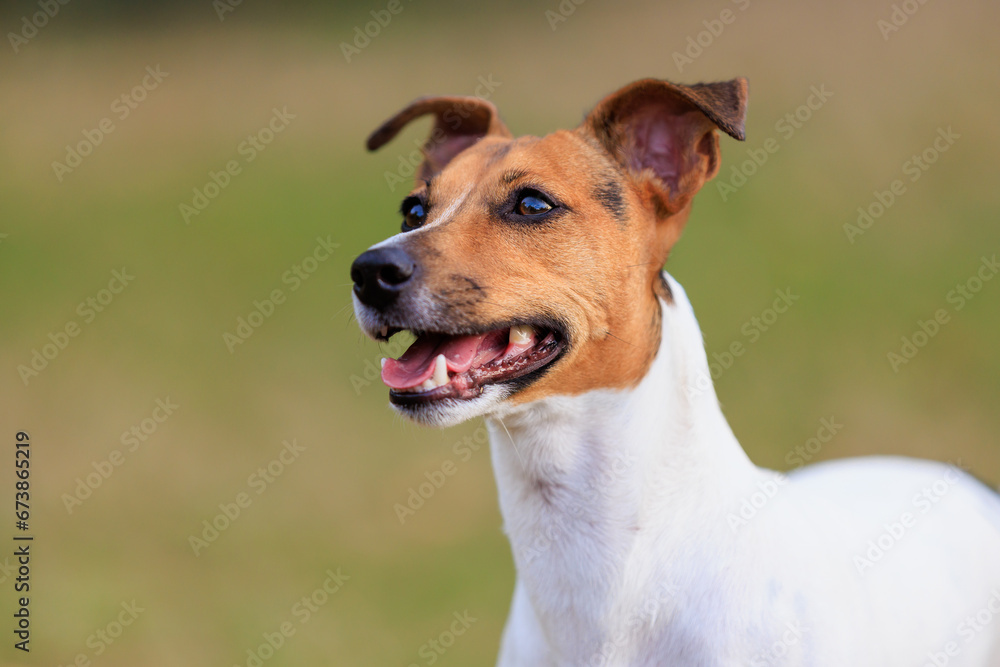 Cute dog of the Jack Russell Terrier breed on a blurred nature background. Pet portrait with selective focus