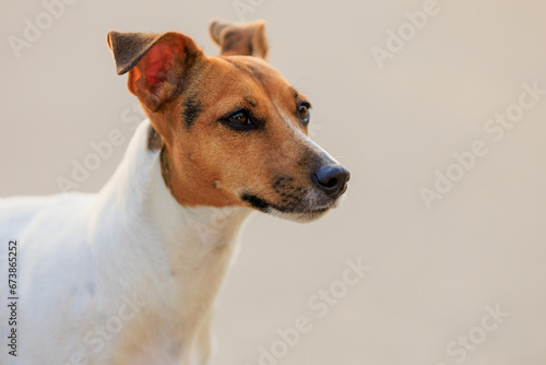 Cute Jack Russell Terrier dog on a blurred backdrop of an urban environment. Pet portrait with selective focus