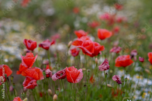 Field of red poppies in bright evening light. Poppies in the field at sunset.