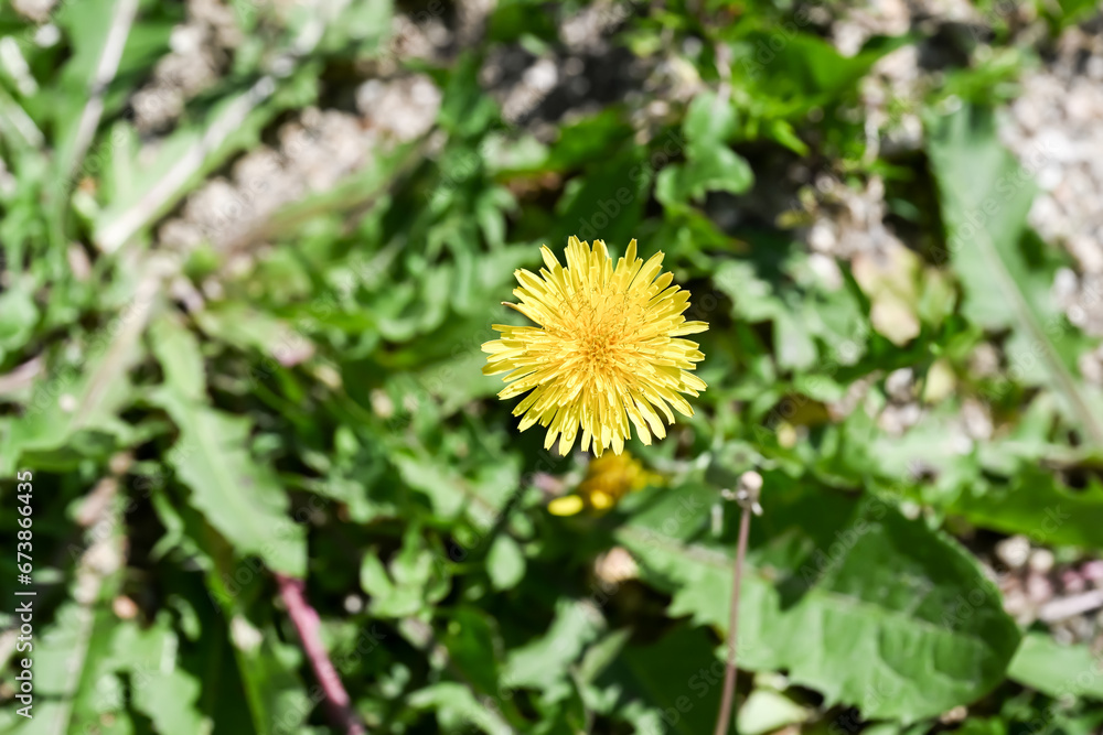 A beautiful Common Dandelion flower. A beautiful Common Dandelion flower.