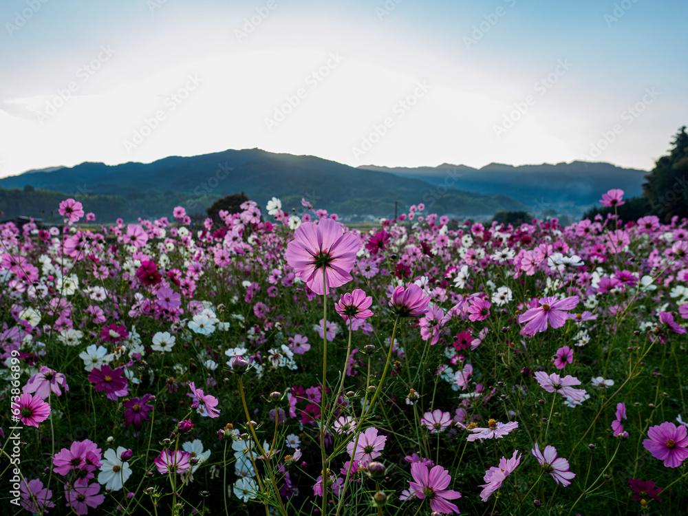 Fototapeta premium 夜明けのコスモス畑