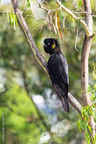 Australian yellow tail black cockatoo chewing on a tree branch