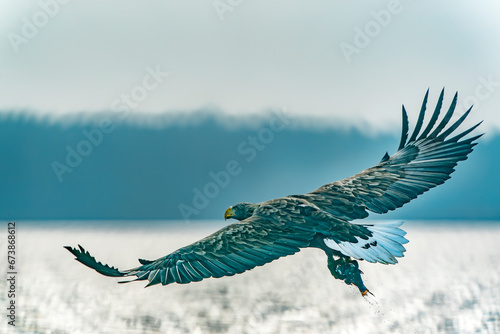 white tailed eagle (Haliaeetus albicilla) in flight with a prey. Catch a big fish. Oder delta in Poland, europe. Polish Eagle. National Bird Poland. 