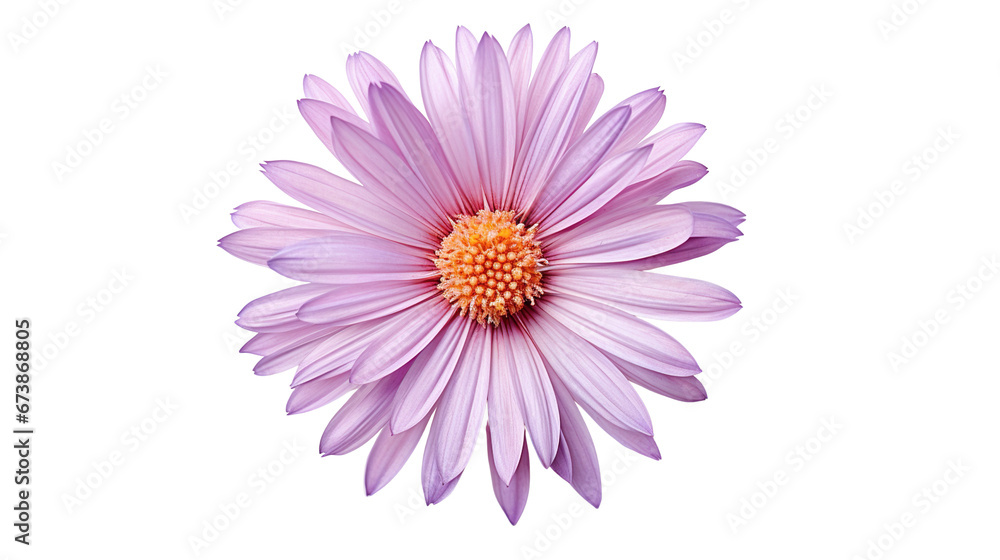 macro close-up aster flower clipart transparent background 