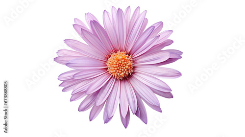 macro close-up aster flower clipart transparent background 