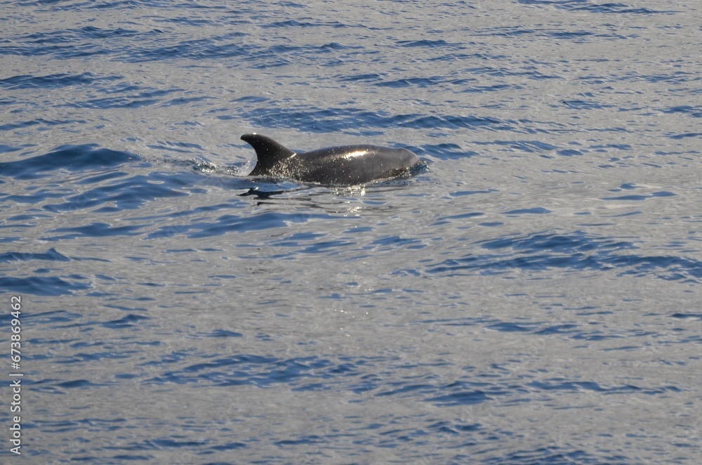 Naklejka premium Wild delphins near Tenerife swimming